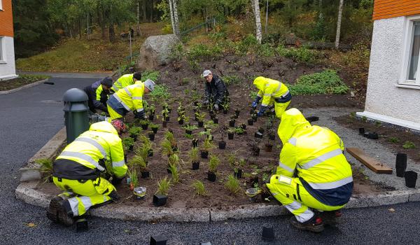 Plantering av perenner på Stena Ekebo - Lövhagen mark och trädgård